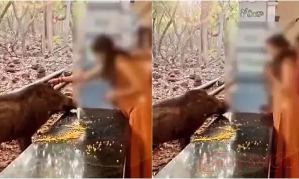 తిరుమల నడకదారిలో వైరల్ ఘటన: అడవి పందిని వరాహ అవతారంగా భావించి పూజలు.. స్పందించిన అధికారులు