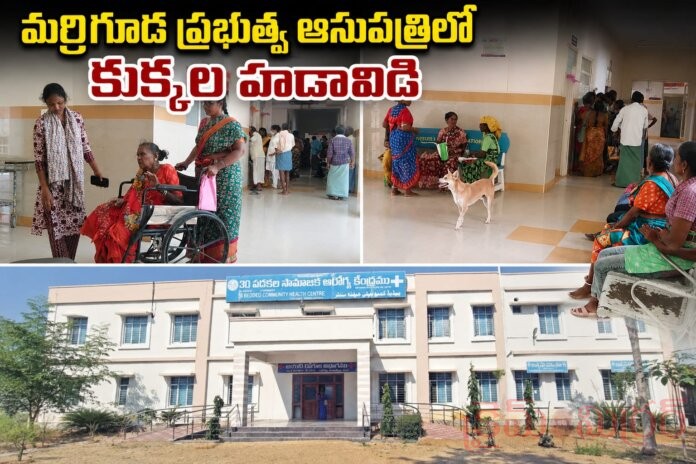 Dogs entering patients rooms in Marriguda Government Hospital