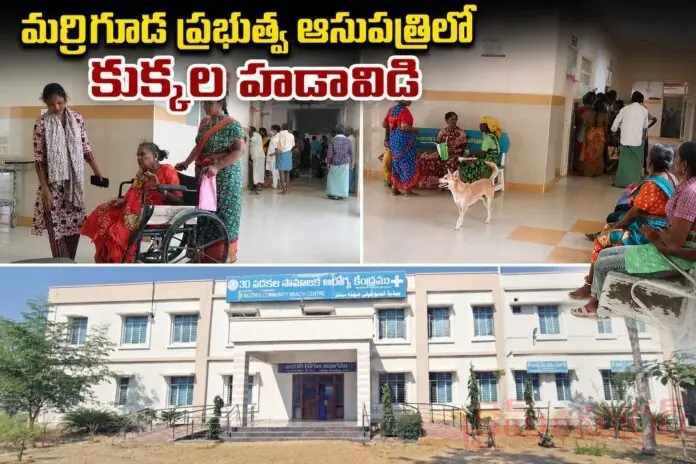 Dogs entering patients rooms in Marriguda Government Hospital