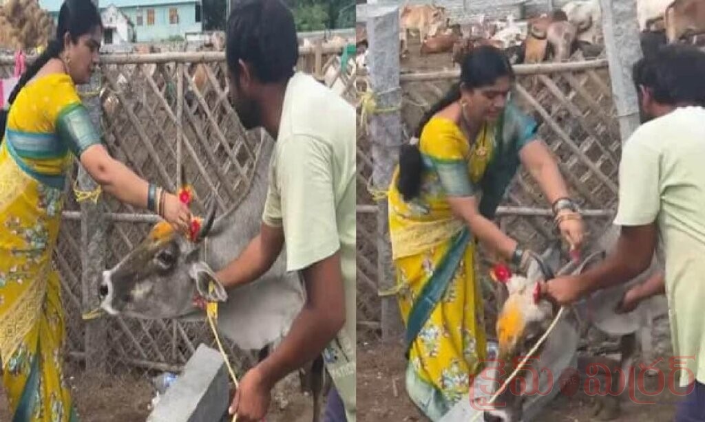 గోవులకు రాఖీలు కట్టిన జంతు ప్రేమికురాలు.. రక్షాబంధన్ రోజున ప్రత్యేక వేడుకలు