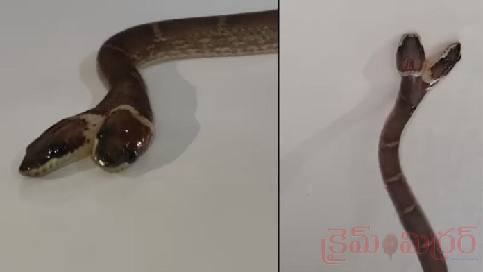 Two-Headed Snake Shocks Everyone