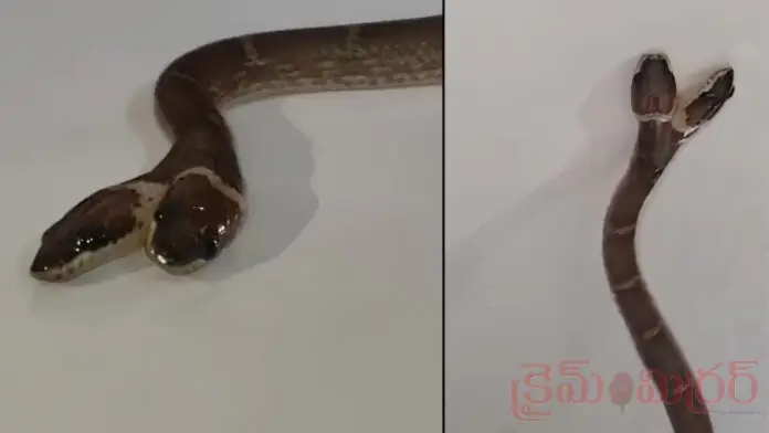 Two-Headed Snake Shocks Everyone
