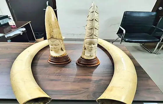 ఏనుగు దంతాల ముఠా అరెస్టు...! 17కిలోల ఏనుగు దంతాలు స్వాధీనం...
