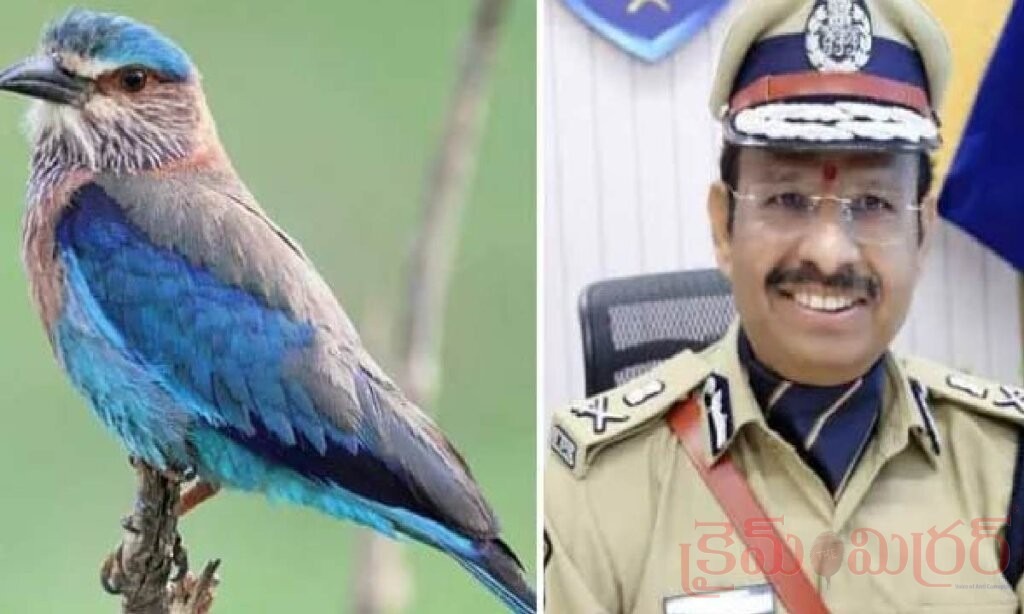 దసరా వేళ పాలపిట్టలను బంధిస్తే కఠిన చర్యలు.. సజ్జనార్ హెచ్చరిక!